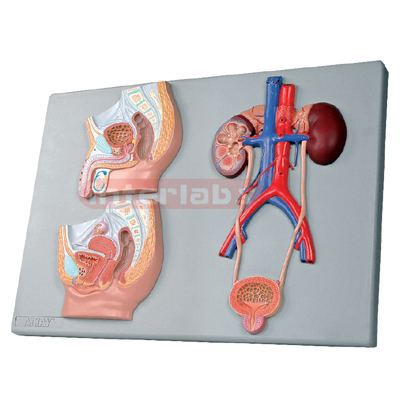 Interlabs? Pelvis Urinary System Model